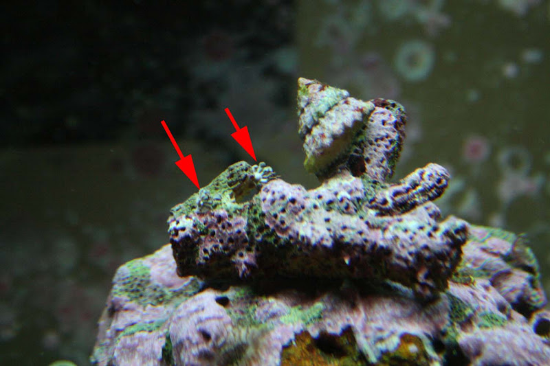How do you tell if your xenia is dead? | 3reef Aquarium Forums